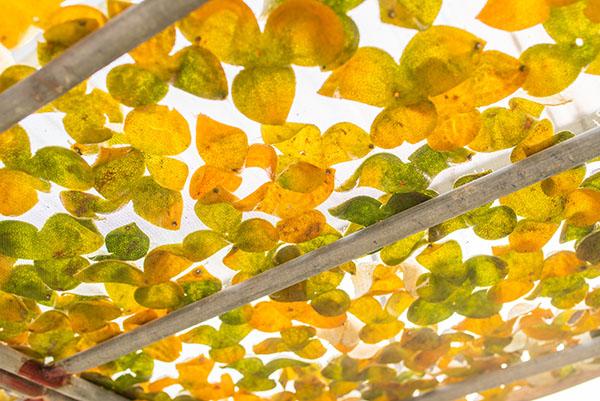 3晒陈皮 江门市广椽茶业有限公司供图.jpg 3晒陈皮 江门市广椽茶业有限公司供图.jpg