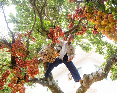 1荔枝丰收  陈兆武摄影.jpg
