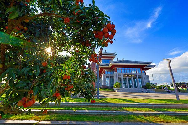 2斜阳晖映荔林美  叶淑芳摄影.jpg