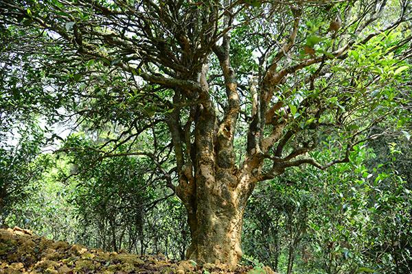2凤凰山百年老茶树  林奕波拍摄.jpg