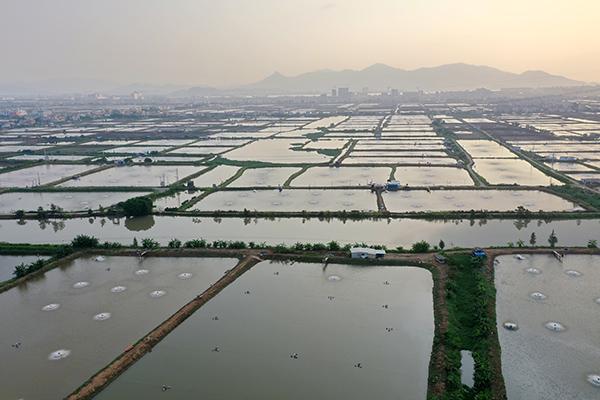 1斗门区白蕉镇鱼塘  斗门区农业农村局供图.jpg