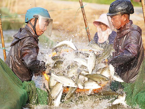 2农民在鱼塘收获白蕉海鲈  斗门区农业农村局供图.jpg