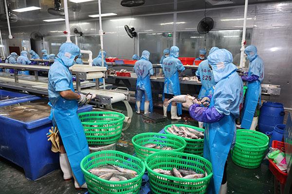 3企业工人在加工白蕉海鲈  斗门区农业农村局供图.jpg