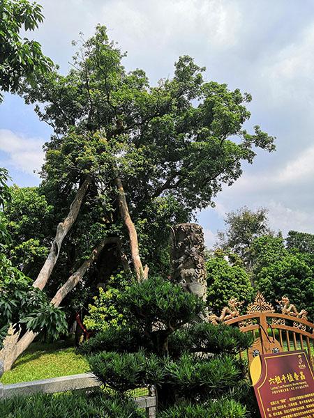 1新兴国恩寺六祖佛荔  余宏达供图.jpg