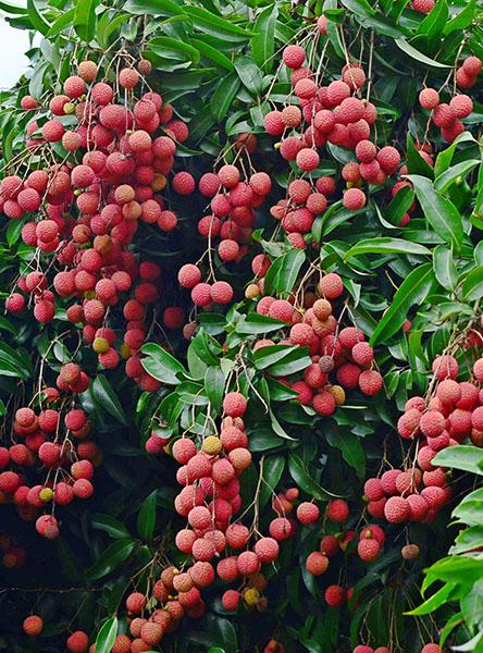 4新兴香荔熟了  余宏达供图.jpg