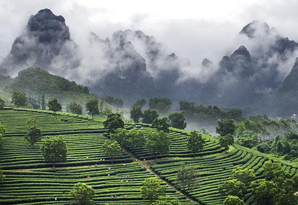 1英德茶园  英德市电商协会供图.jpg