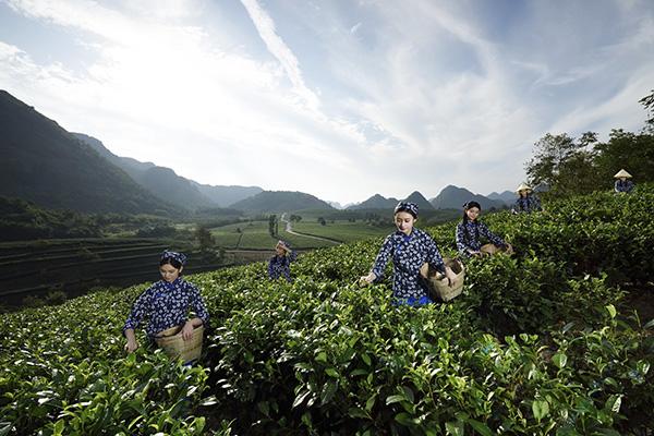 2英德积庆里红茶谷  积庆里供图.jpg