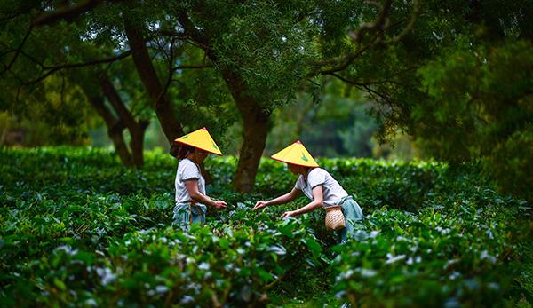 3采茶图  上茗轩供图.jpg