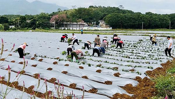 1电白农民种植番薯 电白区霞洞镇供图.jpg 1电白农民种植番薯 电白区霞洞镇供图.jpg