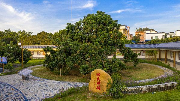 1储良龙眼母树 李中梅拍摄.jpg 1储良龙眼母树 李中梅拍摄.jpg