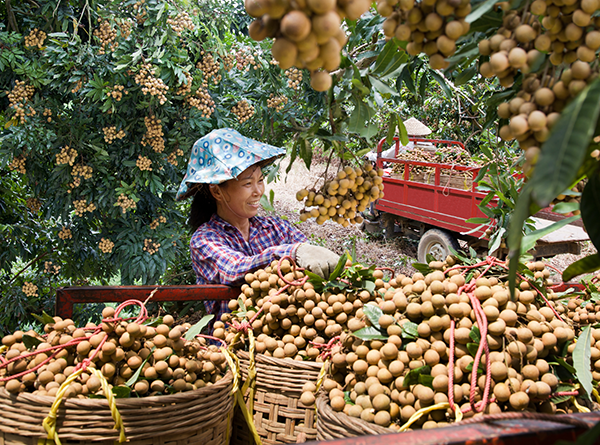 2喜上眉梢 高州市融媒体中心供图.png 2喜上眉梢 高州市融媒体中心供图.png