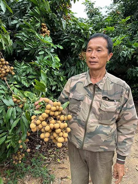 3周创明的春季龙眼非常受欢迎 盛鹍供图.jpg 3周创明的春季龙眼非常受欢迎 盛鹍供图.jpg