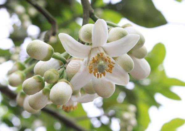 3橘红花  化州市农业农村局供图.jpg