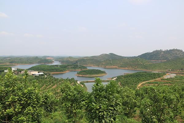 1化州大合基地  化州市农业农村局供图.jpg