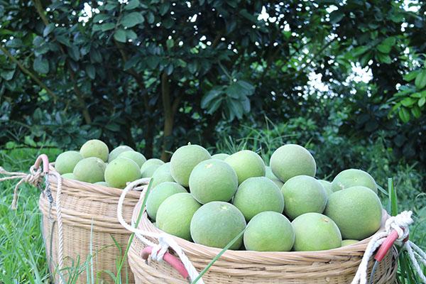 4化州橘红鲜果  化州市农业农村局供图.jpg