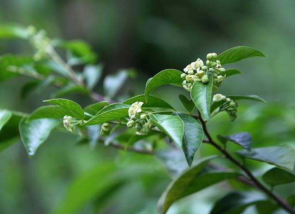 2莞香花开了 郑琳东拍摄.jpg 2莞香花开了 郑琳东拍摄.jpg