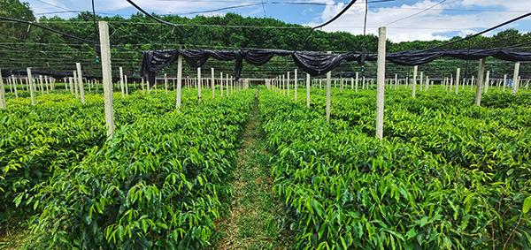 2-棋楠树苗 电白区观珠镇供图.jpg 2-棋楠树苗 电白区观珠镇供图.jpg