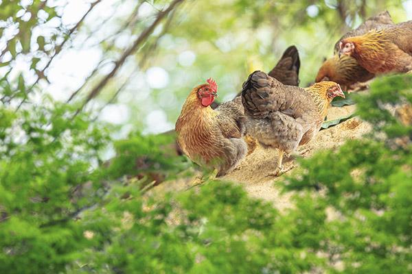 1走地的清远鸡  英德电商协会供图.jpg