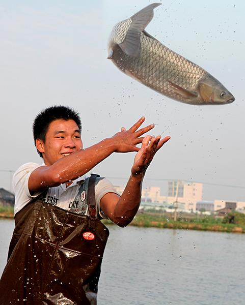 2生猛的东升脆肉鲩 萧燕娜拍摄.jpg 2生猛的东升脆肉鲩 萧燕娜拍摄.jpg