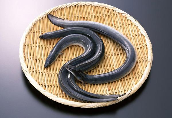 2台山鳗鱼 台山农业农村局供图.jpg 2台山鳗鱼 台山农业农村局供图.jpg