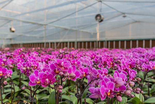 2兰花大棚 翁源县农业农村局供图.jpg 2兰花大棚 翁源县农业农村局供图.jpg