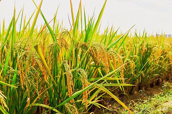 3增城丝苗米熟了 增城区委宣传部供图.jpg 3增城丝苗米熟了 增城区委宣传部供图.jpg