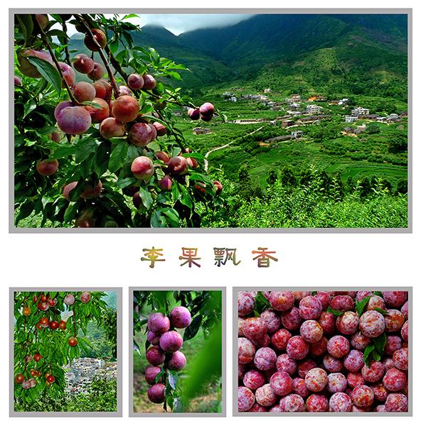 3李果飘香 叶尚供稿.jpg