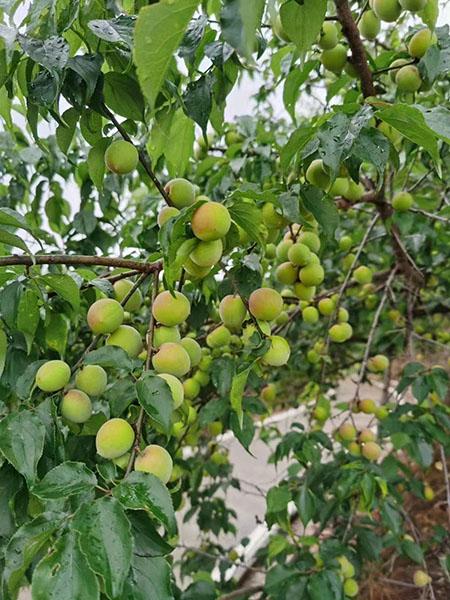 1普宁青梅 江南供图.jpg 1普宁青梅 江南供图.jpg