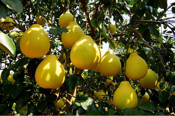 1梅州金柚 梅州电商协会供图.jpg 1梅州金柚 梅州电商协会供图.jpg