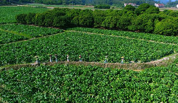 1增城迟菜心菜园 增城区委宣传部供图.jpg 1增城迟菜心菜园 增城区委宣传部供图.jpg