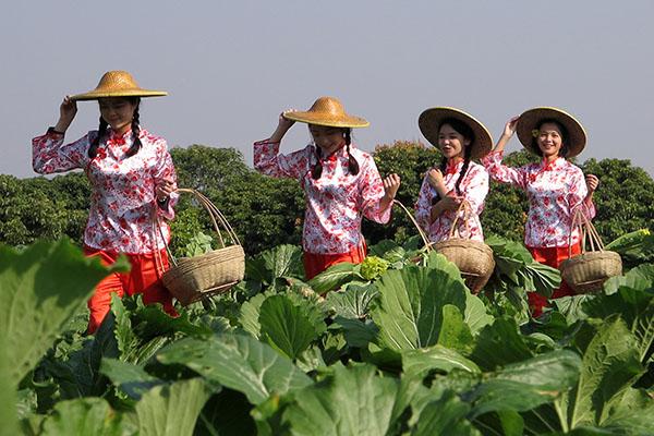 3摘菜了 增城区委宣传部供图.jpg 3摘菜了 增城区委宣传部供图.jpg