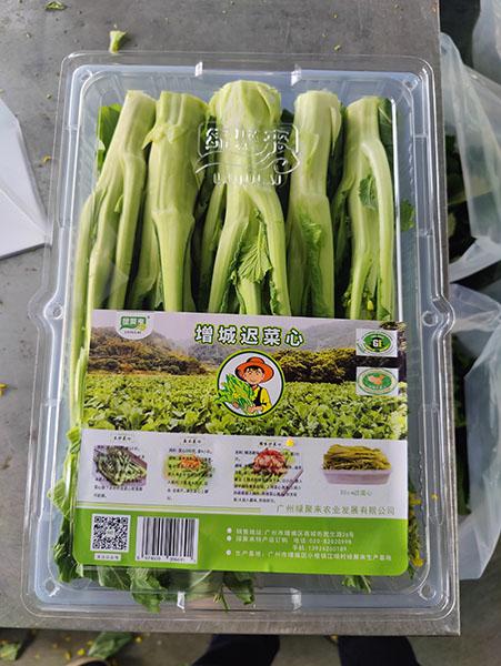 5增城迟菜心 增城区委宣传部供图.jpg 5增城迟菜心 增城区委宣传部供图.jpg