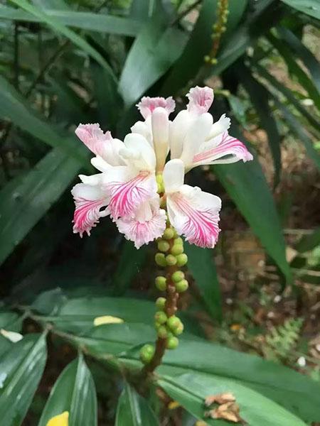 1阳东益智花与益智果 阳江八果圣食品有限公司供图.jpg 1阳东益智花与益智果 阳江八果圣食品有限公司供图.jpg