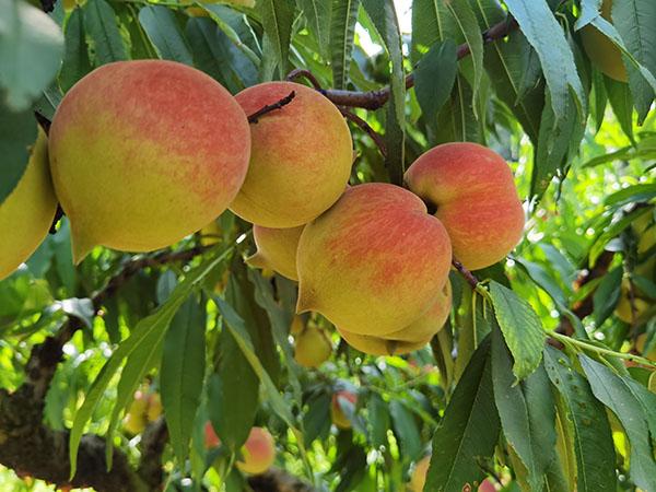 4连平鹰嘴桃 谢明光供图.jpg 4连平鹰嘴桃 谢明光供图.jpg