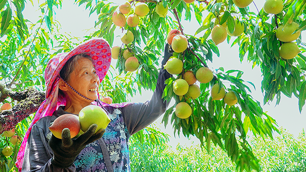 3收获 谢明光供图.png 3收获 谢明光供图.png