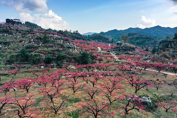 1连平鹰嘴桃开花时节 谢明光供图.jpg 1连平鹰嘴桃开花时节 谢明光供图.jpg
