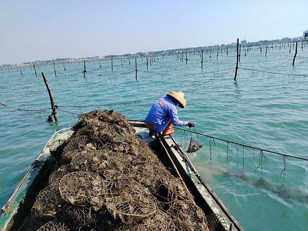 1珠贝养殖 广东尊鼎珍珠有限公司供图.jpg 1珠贝养殖 广东尊鼎珍珠有限公司供图.jpg