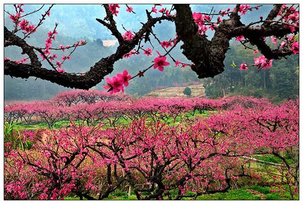 1桃开故里分外红 刘伟平摄影.jpg 1桃开故里分外红 刘伟平摄影.jpg