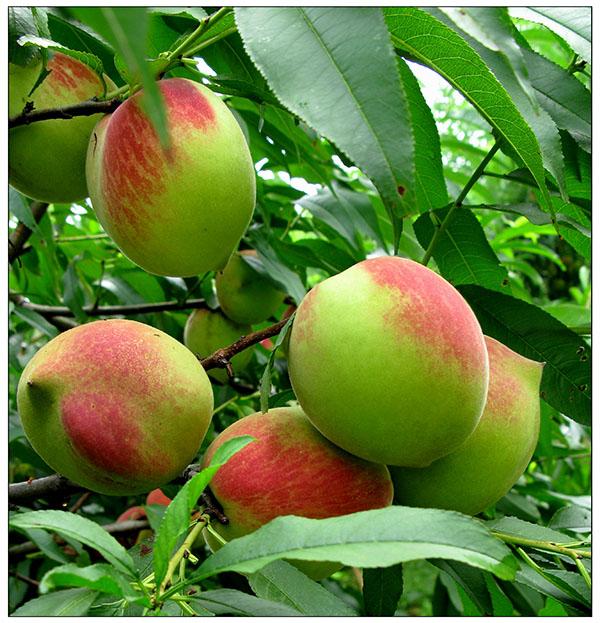 3翁源九仙桃 孔昭凤供图.jpg 3翁源九仙桃 孔昭凤供图.jpg