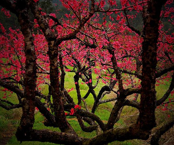 2镜中花 南方日报社李放拍摄.jpg 2镜中花 南方日报社李放拍摄.jpg