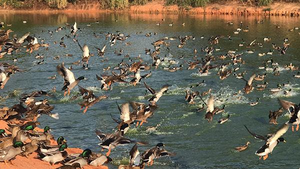 1南雄素有养鸭的传统 南雄市农业农村局供图.jpg 1南雄素有养鸭的传统 南雄市农业农村局供图.jpg