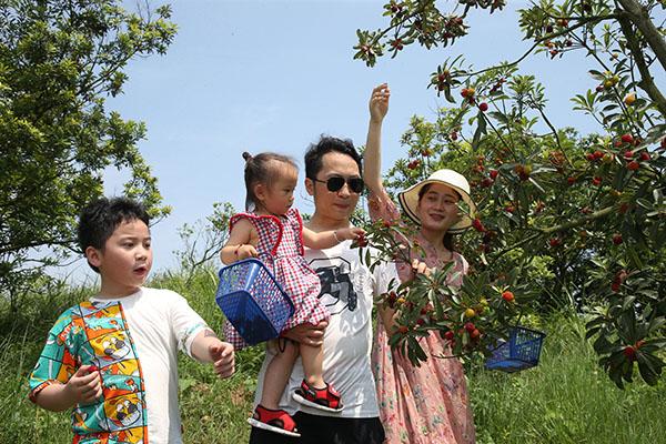 2摘杨梅了  韶关市乡村振兴促进会供图.JPG