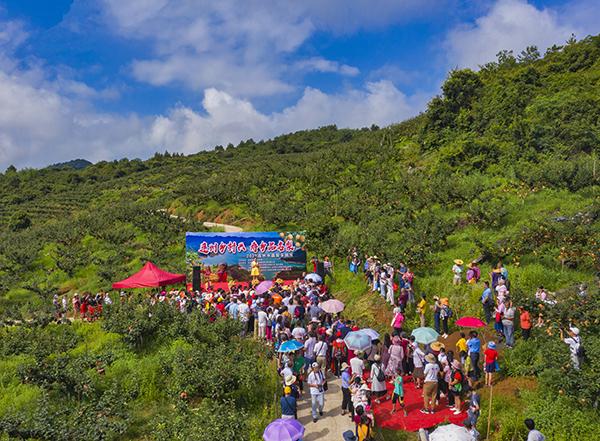 2连州水晶梨采摘节 陈天优摄.jpg 2连州水晶梨采摘节 陈天优摄.jpg